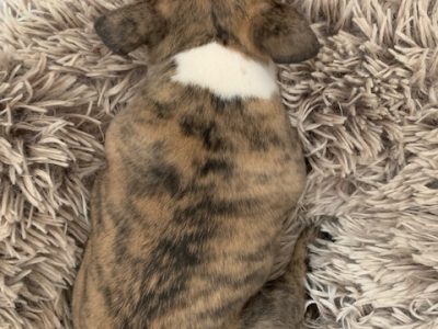 Boston Terrier X French Bulldog Puppy