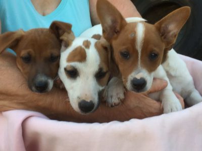 4 jack Russell X fox terrier puppies