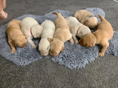 Purebred Golden Retriever puppies