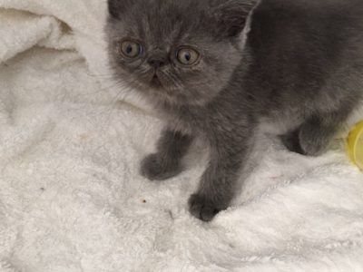 PERSIAN AND EXOTIC KITTENS FOR SALE