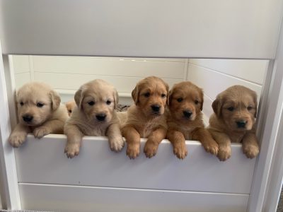 Purebred Golden Retriever puppies