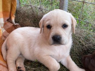 Golden Labrador – Available less than 2 weeks
