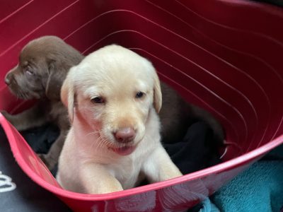 Golden Labrador – Available less than 2 weeks