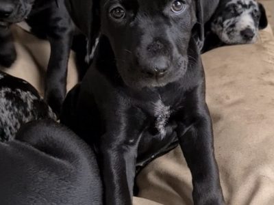 LITTER READY NOW: Catahoula x GSP