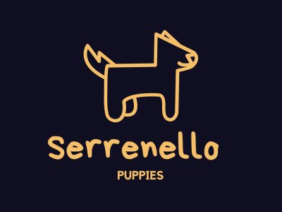 Cute and Cuddly – Bichon Frise