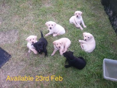 Labrador pups