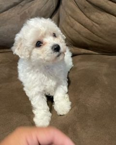 Bischon Frise Puppies