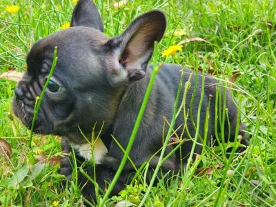 Male French Bulldog