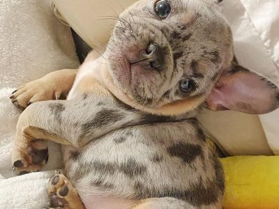Purebred French Bulldog