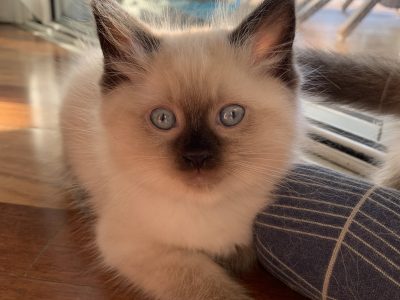 Ragdoll Kittens