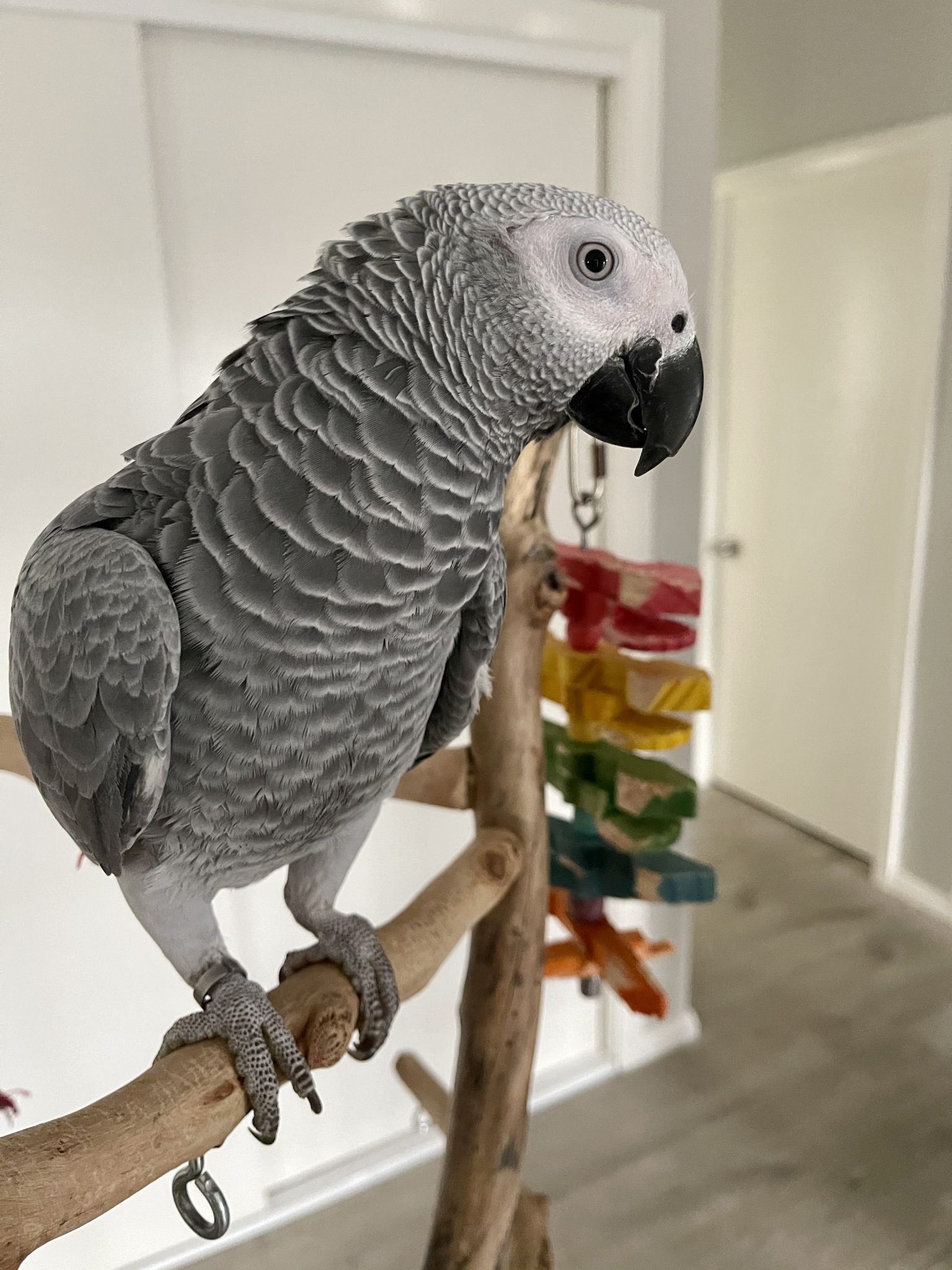 Female African Grey Parrot - Handraised