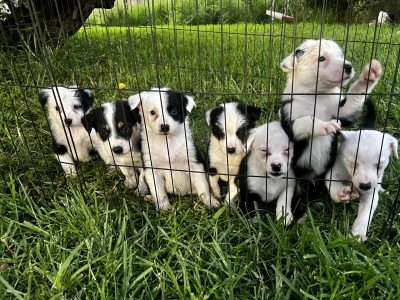 Purebred Border Collie Puppies