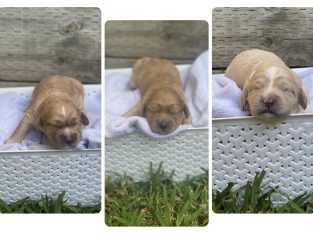 Cavoodle Puppies F1 – First Generation dna tested