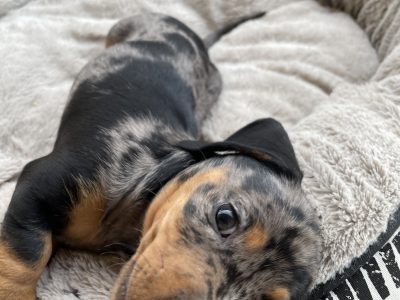 Miniature Dachshunds