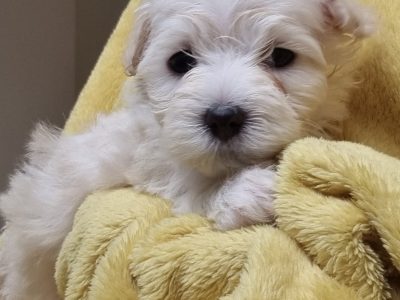 Moodle pups for sale