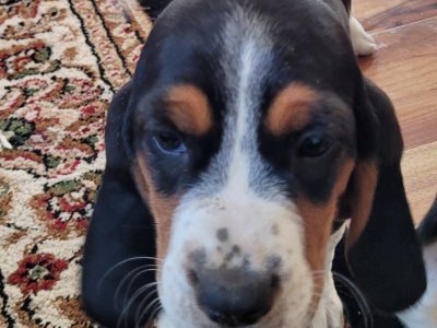 Basset hound x harrier hound