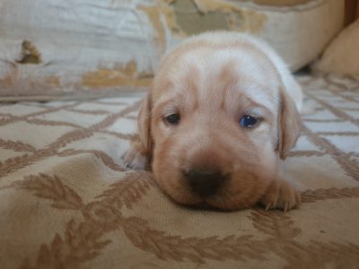 Adorable Labrador puppies