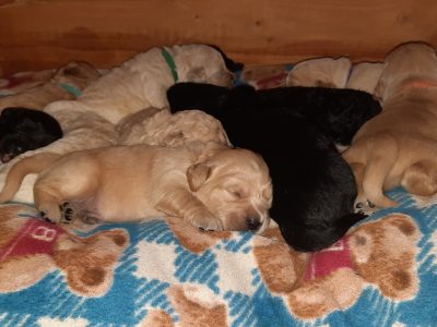 Puppy culture Curly Goldadore retriever puppies