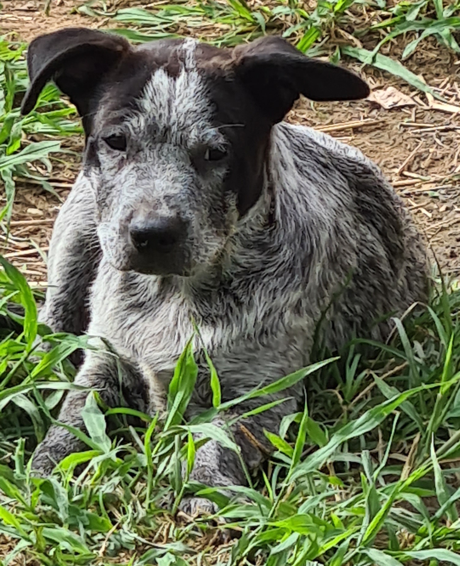Pure Bred Stumpy Tail Cattle Dogs