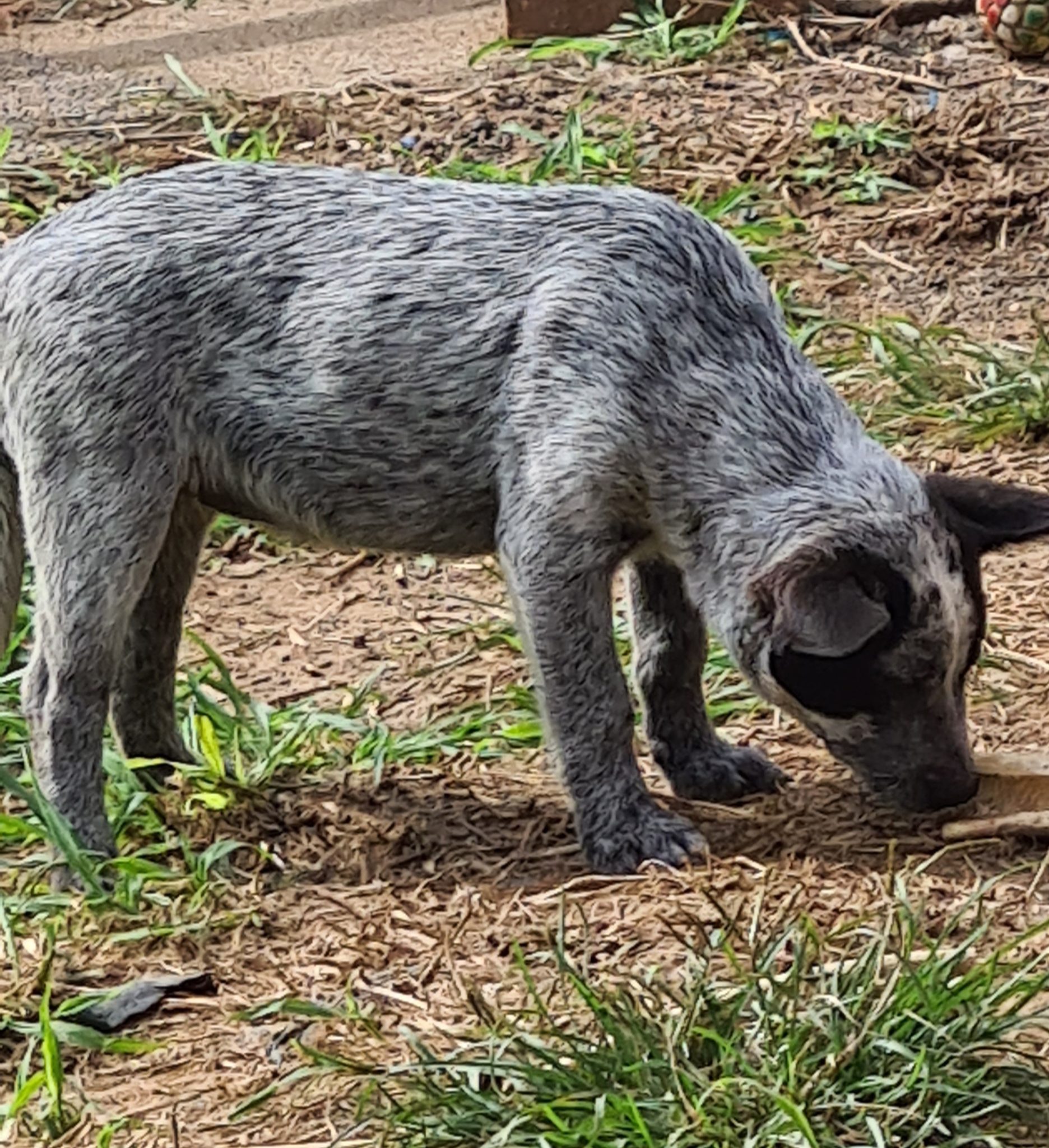 Pure Bred Stumpy Tail Cattle Dogs
