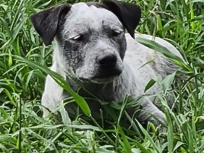 Pure Bred Stumpy Tail Cattle Dogs