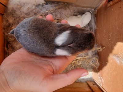 Beautiful Lop Eared Cashmere Bunnies