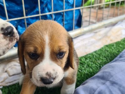 Beautiful Beagle Puppies 