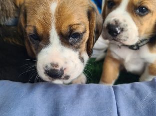 Beautiful Beagle Puppies 