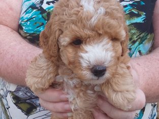 Parti factored red toy purebred poodle male