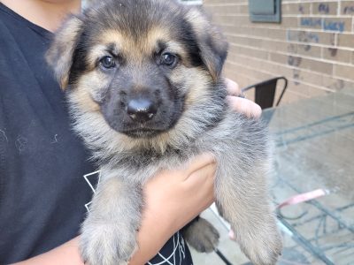 German Shepherd Puppies