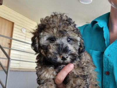 Poodle x Moodle Puppies
