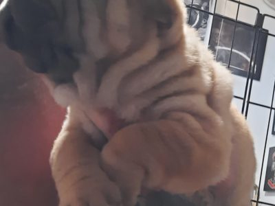 SHAR-PEI PUPPIES 🐶