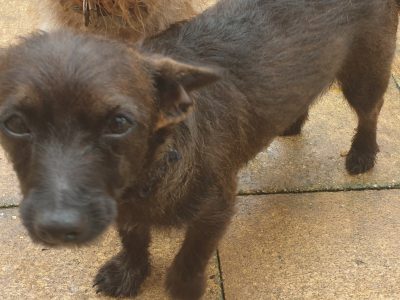 Chihuahua x Australian terrior male