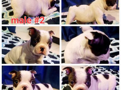 French Bulldog – Melissa Cummings