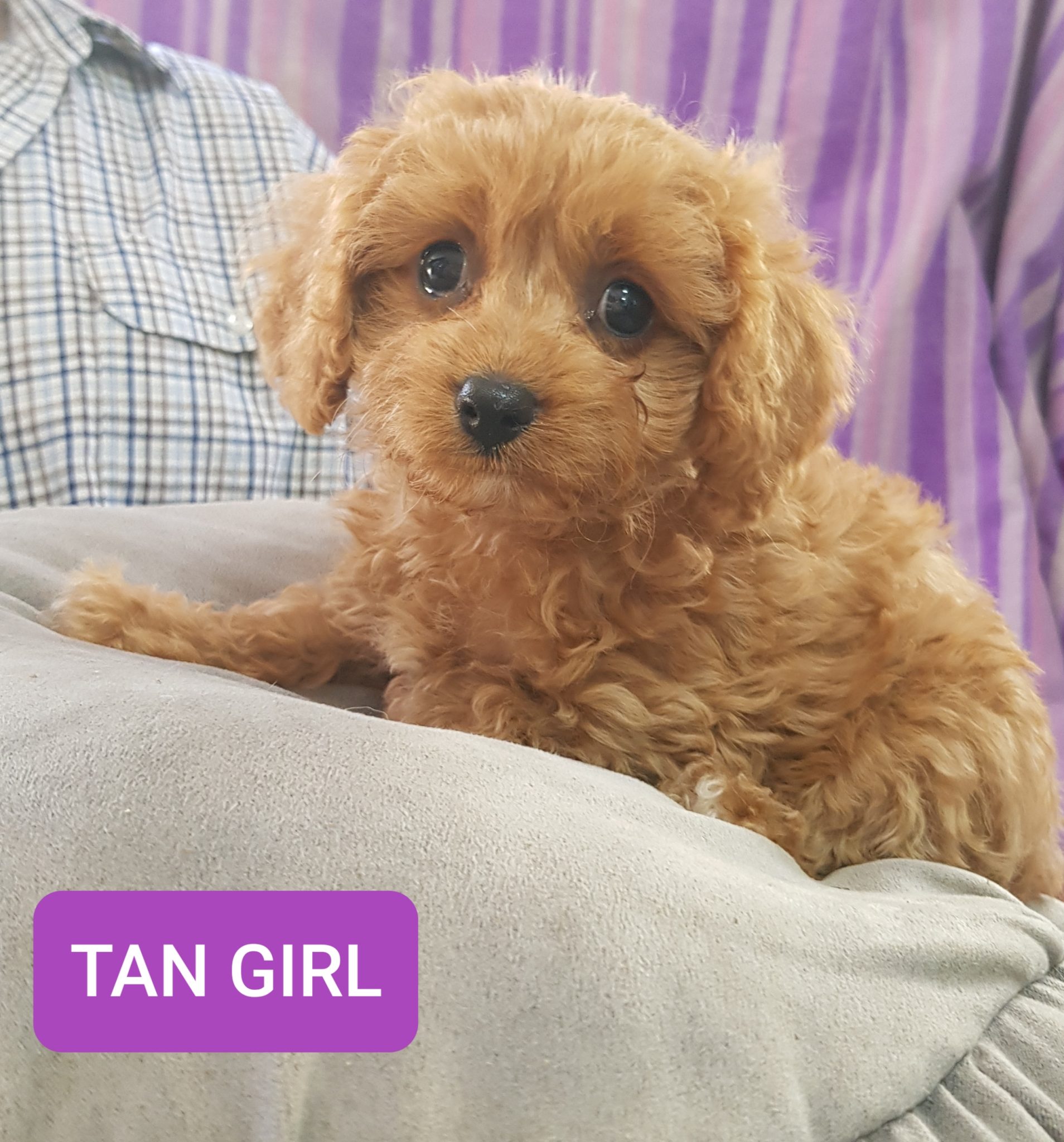 Stunning, healthy Cavoodle Pups for sale
