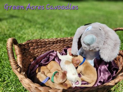 F1 Cavoodles 100% DNA clear pedigree sire