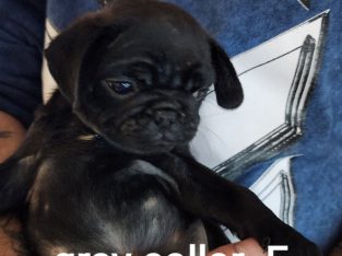 3 F 2 M Pug Puppies fawn For Sale