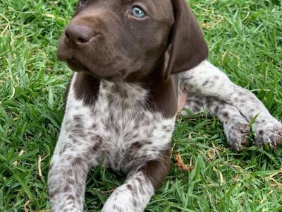 German Shorthair Pointer pups