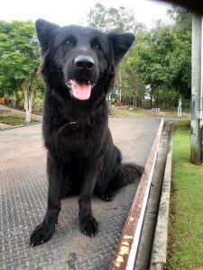 Black Long Hair German Shepherd x Border Collie