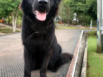 Black Long Hair German Shepherd x Border Collie
