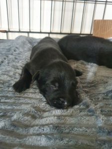 Black Long Hair German Shepherd x Border Collie