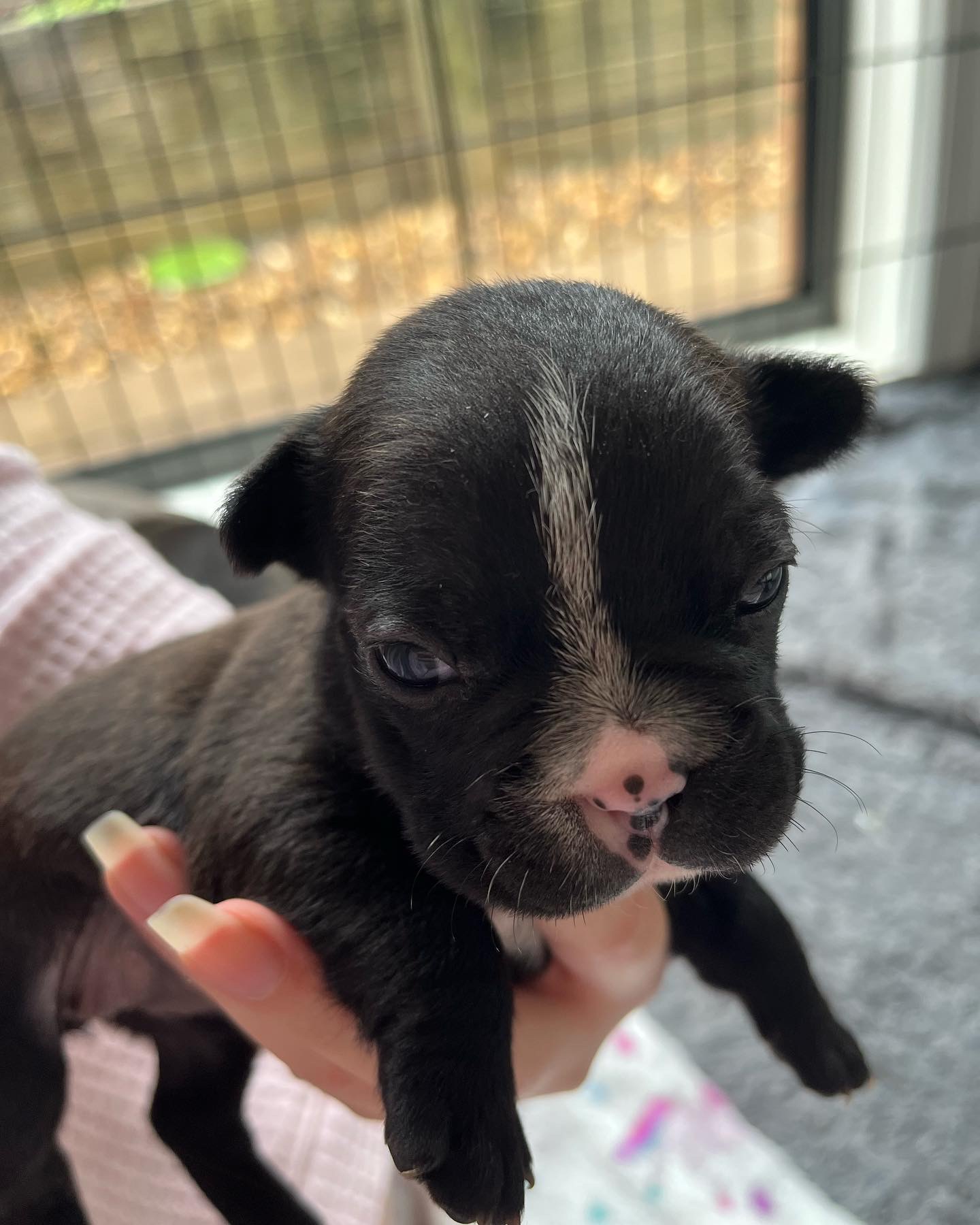 French Bulldog Puppies Available 12/04
