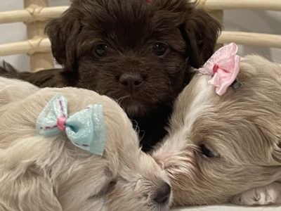 Ready for forever homes