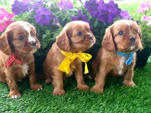 DNA cleared Cavalier King Charles Spaniel puppies