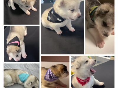 Purebred Siberian Husky Babes