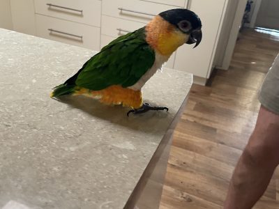 Male Black headed caique parrot