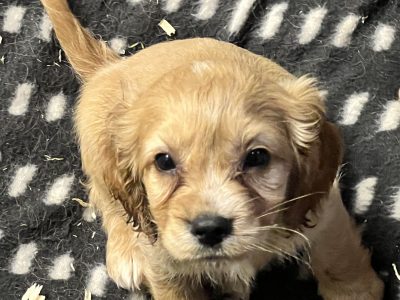 Cockalier – Cocker Spaniel x King Charles Cavalier