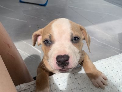 Purebred American Staffy pups
