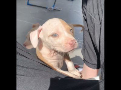 Purebred American Staffy pups