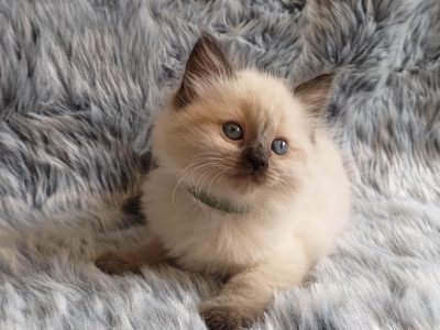 Purebred Ragdoll kittens